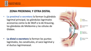 Universidad Nacional
Federico Villarreal
ZONA PROXIMAL Y OTRA DISTAL
• La proximal o secretora la forman la glándula
lagrimal principal, las glándulas lagrimales
accesorias como la de Wolf o la de Krausing,
las glándulas de Meibomio y las células de
Globex.
• La distal o excretora la forman los puntos
lagrimales, los canalículos, el saco lagrimal y
el ductus lagrimonasal.
 