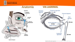 Universidad Nacional
Federico Villarreal
Anatomía del sistema lagrimal © 2022 UpToDate - Gráfico 53429 Versión 2.0
8 mm
10 mm
18 mm
12
 