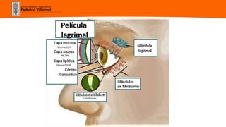 Universidad Nacional
Federico Villarreal
 