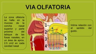 VIA OLFATORIA
La zona olfatoria
se halla en la
mucosa de la
concha nasal
superior y parte
próxima del
tabique de las
fosas nasales, en
un área de aprox.
2.5 cm2 en cada
cavidad nasal
Intima relación con
el sentido del
gusto.
 