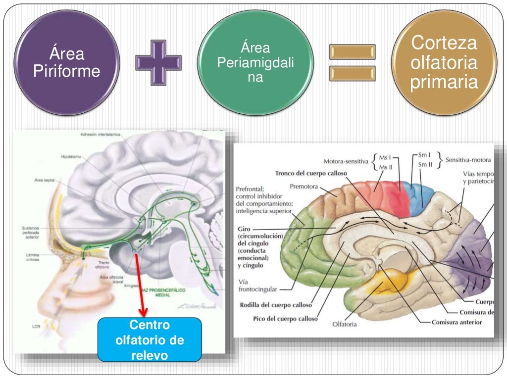 Via olfatoria y sistema limbico