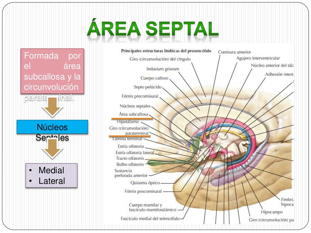 Via olfatoria y sistema limbico