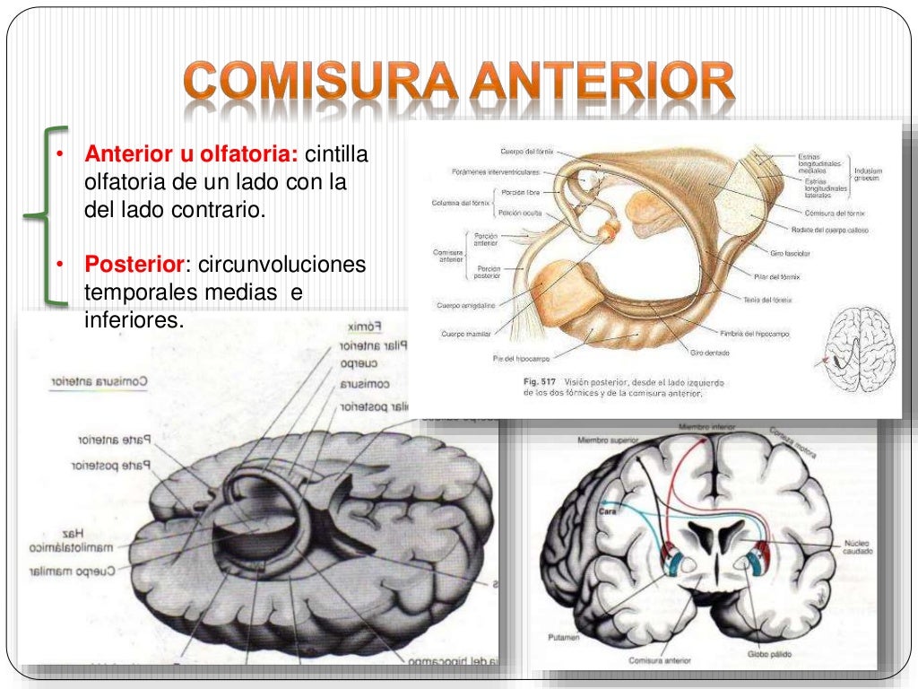 Via olfatoria y sistema limbico
