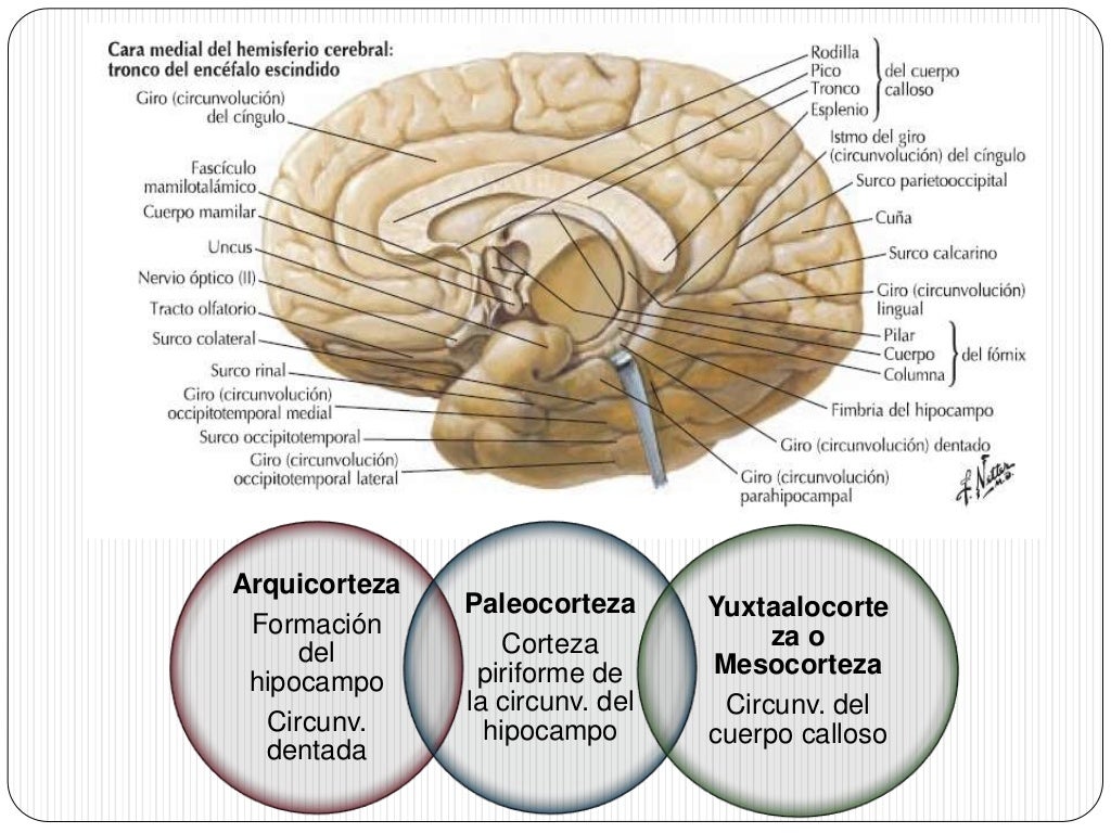 Via olfatoria y sistema limbico