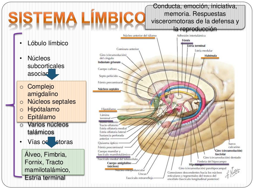 Via olfatoria y sistema limbico