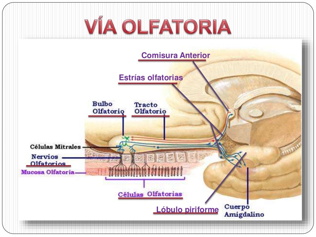 Via olfatoria y sistema limbico