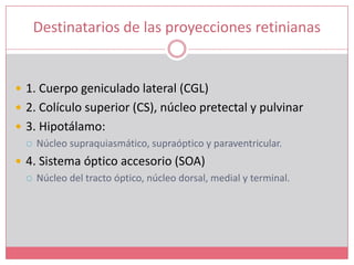 Destinatarios de las proyecciones retinianas1. Cuerpo geniculado lateral (CGL)2. Colículo superior (CS), núcleo pretectal y pulvinar3. Hipotálamo: Núcleo supraquiasmático, supraóptico y paraventricular.4. Sistema óptico accesorio (SOA)Núcleo del tracto óptico, núcleo dorsal, medial y terminal.