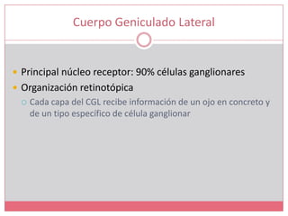 Cuerpo Geniculado LateralPrincipal núcleo receptor: 90% células ganglionaresOrganización retinotópicaCada capa del CGL recibe información de un ojo en concreto y de un tipo específico de célula ganglionar