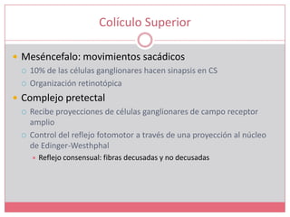 Colículo SuperiorMeséncefalo: movimientos sacádicos10% de las células ganglionares hacen sinapsis en CSOrganización retinotópicaComplejo pretectalRecibe proyecciones de células ganglionares de campo receptor amplioControl del reflejo fotomotor a través de una proyección al núcleo de Edinger-WesthphalReflejo consensual: fibras decusadas y no decusadas