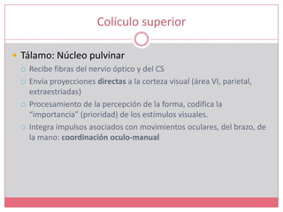 Colículo superiorTálamo: Núcleo pulvinarRecibe fibras del nervio óptico y del CSEnvía proyecciones directas a la corteza visual (área VI, parietal, extraestriadas)Procesamiento de la percepción de la forma, codifica la “importancia” (prioridad) de los estímulos visuales.Integra impulsos asociados con movimientos oculares, del brazo, de la mano: coordinación oculo-manual
