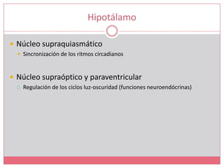 HipotálamoNúcleo supraquiasmáticoSincronización de los ritmos circadianosNúcleo supraóptico y paraventricularRegulación de los ciclos luz-oscuridad (funciones neuroendócrinas)
