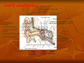 PARTE ANATÓMICA Oído externo Oído medio Oído interno Cartílago del pabellón Cartílago del conducto auditivo Conducto auditivo externo Membrana timpánica Orificio de las celdas mastoides Cadena de huesecillos del oído medio   Vestíbulo y canales semicirculares Conducto auditivo interno y llegada de los nervios acústicos y vestibular cóclea Caja del tímpano Trompa de Eustaquio Ventana redonda Ventana oval Tímpano yunque martillo estribo 