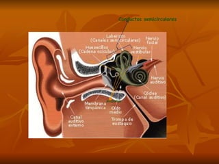 Conductos semicirculares ampollas 