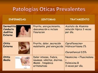 ENFERMEDAD SINTOMAS TRATAMIENTO Dermatitis  Conducto  Auditivo  Externo Prurito, enrojecimiento, descamación e incluso fisuracion Acetato de Aluminio solución tópica 3 veces por día.  Otitis  Externa Prurito, dolor, secreción maloliente ,piel enrojecida Ciprofloxacino+ Hidrocortisona 1% Cloranfenicol 0.5%  Otitis  Media Dolor intenso, fiebre, nauseas, vómitos, diarrea. Memb . timpánica eritematosa Neomicina + Fluocinolona + Polimixina B 3 veces por día.  