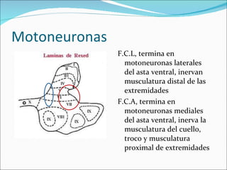 Motoneuronas <ul><li>F.C.L, termina en motoneuronas laterales del asta ventral, inervan musculatura distal de las extremid...