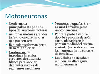 Motoneuronas <ul><li>Conformada principalmente por dos tipos de neuronas motoras </li></ul><ul><li>neuronas motoras grande...