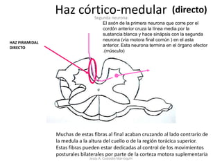 Haz córtico-medular<br />Fragmentado por las fibras que cruzan a través del puente de un hemisferio cerebeloso  al otro, a...