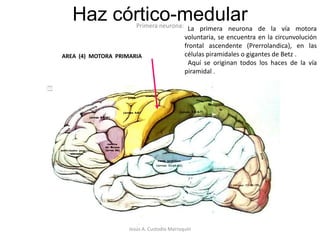 Vía Piramidal<br />Características generales:<br /><ul><li>Se origina en la corteza cerebral (área 4), en las células giga...