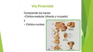 Vía Piramidal
Comprende los haces:
Córtico-medular (directo y cruzado)
y
 Córtico-nuclear
 