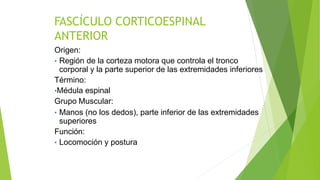 FASCÍCULO CORTICOESPINAL
ANTERIOR
Origen:
• Región de la corteza motora que controla el tronco
corporal y la parte superior de las extremidades inferiores
Término:
•Médula espinal
Grupo Muscular:
• Manos (no los dedos), parte inferior de las extremidades
superiores
Función:
• Locomoción y postura
 