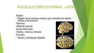 FASCÍCULO CORTICO ESPINAL LATERAL
Origen:
• Región de la corteza motora que controla los dedos,
manos y los brazos
Término:
•Médula espinal
Grupo Muscular:
•Dedos, manos y brazos
Función:
• Tomar y manipular objetos
 