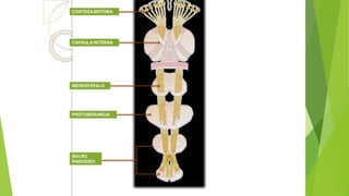 CORTEZA MOTORA
CAPSULA INTERNA
MESENCEFALO
PROTUBERANCIA
BULBO
RAQUIDEO
 