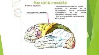 Haz córtico-medular
Primera neurona: La primera neurona de la vía motora
voluntaria, se
circunvolución
(Prerrolandica),
encuentra
frontal
en las
en la
ascendente
células
piramidales o gigantes de Betz .
Aquí se originan todos los haces de la
vía piramidal .
AREA (4) MOTORA PRIMARIA
 