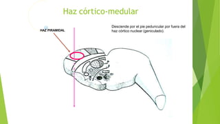 Haz córtico-medular
Desciende por el pie peduncular por fuera del
haz córtico nuclear (geniculado).HAZ PIRAMIDAL
 