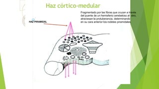 Haz córtico-medular
Fragmentado por las fibras que cruzan a través
del puente de un hemisferio cerebeloso al otro,
atraviesan la protuberancia, determinando
en su cara anterior los rodetes piramidales.HAZ PIRAMIDAL
 