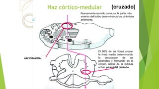 Haz córtico-medular
Nuevamente reunido corre por la parte más
anterior del bulbo determinando las pirámides
anteriores.
HAZ PIRAMIDAL
El 80% de las fibras cruzan
la línea media determinando
la decusación de las
pirámides y formando en el
cordón lateral de la médula
el haz piramidal cruzado
(cruzado)
 