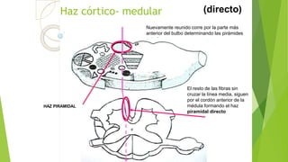 Haz córtico- medular
Nuevamente reunido corre por la parte más
anterior del bulbo determinando las pirámides
anteriores.
HAZ PIRAMIDAL
El resto de las fibras sin
cruzar la línea media, siguen
por el cordón anterior de la
médula formando el haz
piramidal directo
(directo)
 