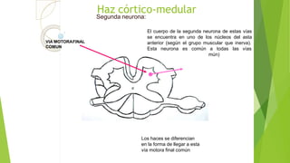 Haz córtico-medular
Segunda neurona:
El cuerpo de la segunda neurona de estas vías
se encuentra en uno de los núcleos del asta
anterior (según el grupo muscular que inerva).
Esta neurona es común a todas las vías
mún)motoras (vía motora final co
VIA MOTORAFINAL
COMUN
Los haces se diferencian
en la forma de llegar a esta
vía motora final común
 