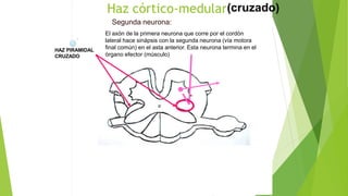 Segunda neurona:
El axón de la primera neurona que corre por el cordón
lateral hace sinápsis con la segunda neurona (vía motora
final común) en el asta anterior. Esta neurona termina en el
órgano efector (músculo)
HAZ PIRAMIDAL
CRUZADO
Haz córtico-medular(cruzado)
 