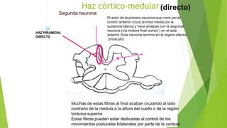 Haz córtico-medular
Segunda neurona:
El axón de la primera neurona que corre por el
cordón anterior cruza la línea media por la
sustancia blanca y hace sinápsis con la segunda
neurona (vía motora final común ) en el asta
anterior. Esta neurona termina en el órgano efector
.(músculo)
HAZ PIRAMIDAL
DIRECTO
(directo)
Muchas de estas fibras al final acaban cruzando al lado
contrario de la medula a la altura del cuello o de la región
torácica superior.
Estas fibras pueden estar dedicadas al control de los
movimientos posturales bilaterales por parte de la corteza
 