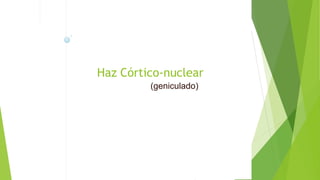 Haz Córtico-nuclear
(geniculado)
 