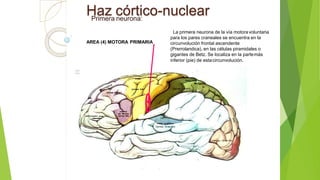 Haz córtico-nuclearPrimera neurona:
La primera neurona de la vía motoravoluntaria
para los pares craneales se encuentra en la
circunvolución frontal ascendente
(Prerrolandica), en las células piramidales o
gigantes de Betz. Se localiza en la partemás
inferior (pie) de estacircunvolución.
AREA (4) MOTORA PRIMARIA
 