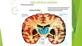 Haz córtico-nuclear
Primera neurona:
El axón de esta neurona desciende porla
cápsula interna de la sustancia blanca
hacia el pedúnculo cerebral.CAPSULA INTERNA
 
