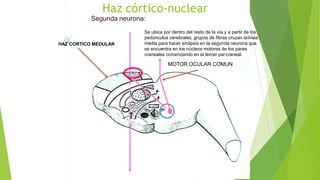 Haz córtico-nuclear
Segunda neurona:
HAZ CORTICO MEDULAR
Se ubica por dentro del resto de la vía y a partir de los
pedúnculos cerebrales, grupos de fibras cruzan lalínea
media para hacer sinápsis en la segunda neurona que
se encuentra en los núcleos motores de los pares
craneales comenzando en el tercer parcraneal.
MOTOR OCULAR COMUN
 