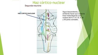 Haz córtico-nuclear
Segunda neurona:
Sigue descendiendo y
emitiendo haces que cruzan la
línea media llegando a los
núcleos del IV, V, VI, IX, X, XI
y XII pares craneales .
HAZ CORTICO NUCLEAR
 
