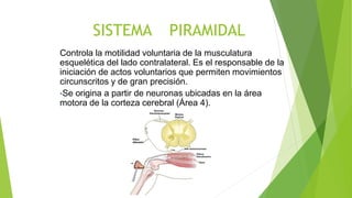 SISTEMA PIRAMIDAL
Controla la motilidad voluntaria de la musculatura
esquelética del lado contralateral. Es el responsable de la
iniciación de actos voluntarios que permiten movimientos
circunscritos y de gran precisión.
•Se origina a partir de neuronas ubicadas en la área
motora de la corteza cerebral (Área 4).
 