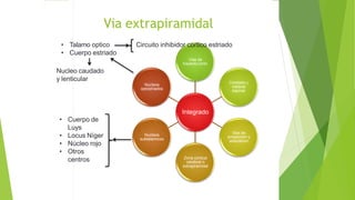 Via extrapiramidal
Integrado
Vias de
trayecto corto
Cerebelo y
medula
espinal
Vias de
proyeccion y
asociacion
Zona cortical
cerebral o
extrapiramidal
Nucleos
subtalamicos
Nucleos
optostriados
• Cuerpo de
Luys
• Locus Níger
• Núcleo rojo
• Otros
centros
• Talamo optico
• Cuerpo estriado
Nucleo caudado
y lenticular
Circuito inhibidor cortico estriado
 