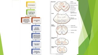 Vía rubroespinal
Se origina en el
núcleo rojo del
mesencéfalo
Recibe fibras
aferentes de la
corteza motora y
cerebelo
Axones Núcleo
rojo
Se cruza
desucación
tegmentalant.
Desciende hasta
la ME a través de
la protuberanciay
bulbo raquídeo
Cordónblanco
lateral ME
Sinapsis con
neurona asta gris
ME
 