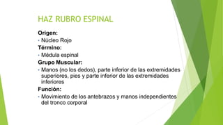HAZ RUBRO ESPINAL
Origen:
• Núcleo Rojo
Término:
• Médula espinal
Grupo Muscular:
• Manos (no los dedos), parte inferior de las extremidades
superiores, pies y parte inferior de las extremidades
inferiores
Función:
• Movimiento de los antebrazos y manos independientes
del tronco corporal
 