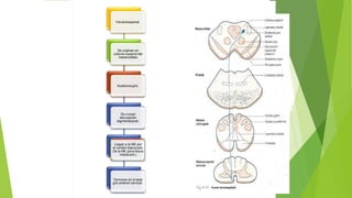 Vía tectoespinal.
Se originan en
coliculo superiordel
mesencéfalo
Sustanciagris.
Se cruzan
decusación
tegmentalpost.
Llegan a la ME por
el cordón blancoant.
De la ME (prox fisura
media ant.)
Terminan en el asta
gris anterior cervical.
 
