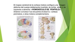 El mapeo cerebral de la corteza motora configura una imagen
deforme del cuerpo doblemente invertida: de arriba abajo y de
izquierda a derecha: «HOMONÓCULO DE PENFIELD».
Anterior a el área 4 se encuentra el área 6 o corteza
premotora, o área motora complementaria.
 