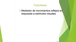  Mediador de movimientos reflejos en
respuesta a estímulos visuales
Funciones
 