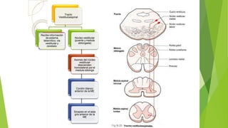 Tracto
Vestibuloespinal
Recibe información
de sistema
laberintico, vía
vestibular y
cerebelo.
Núcleo vestibular
(puente y medula
oblongada)
Axones del núcleo
vestibular
descienden
homolateral por el
medula oblonga
Cordón blanco
anterior de la ME
Sinapsis en el asta
gris anterior de la
ME
 