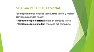 SISTEMA VESTÍBULO-ESPINAL
•Se originan en los núcleos vestibulares lateral y medial.
Constituido por dos haces:
• Vestíbulo espinal lateral: Inicia en el núcleo lateral
• Vestíbulo espinal medial: Proviene del homónimo.
 
