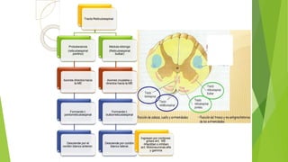Tracto Reticuloespinal
Protuberancia
(reticuloespinal
pontino)
Axones directos hacia
la ME
Formando t.
pontorreticuloespinal
Desciende por el
cordón blanco anterior.
Medula oblonga
(Reticuloespinal
bulbar)
Axones cruzados y
directos hacia la ME
Formando t.
bulborreticuloespinal
Desciende por cordón
blanco lateral.
Ingresan por cordones
grises ant. ME
facilitan o inhiben
act. Motoneuronas alfa
y gamma
 