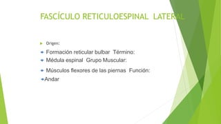 FASCÍCULO RETICULOESPINAL LATERAL
 Origen:
 Formación reticular bulbar Término:
 Médula espinal Grupo Muscular:
 Músculos flexores de las piernas Función:
Andar
 